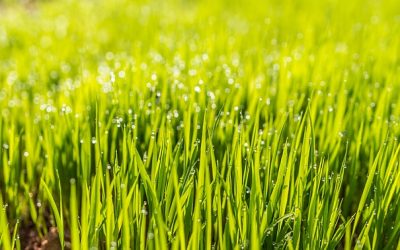 When is the best time to fertilize my lawn?