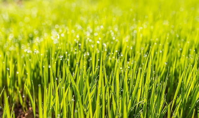 When is the best time to fertilize my lawn?