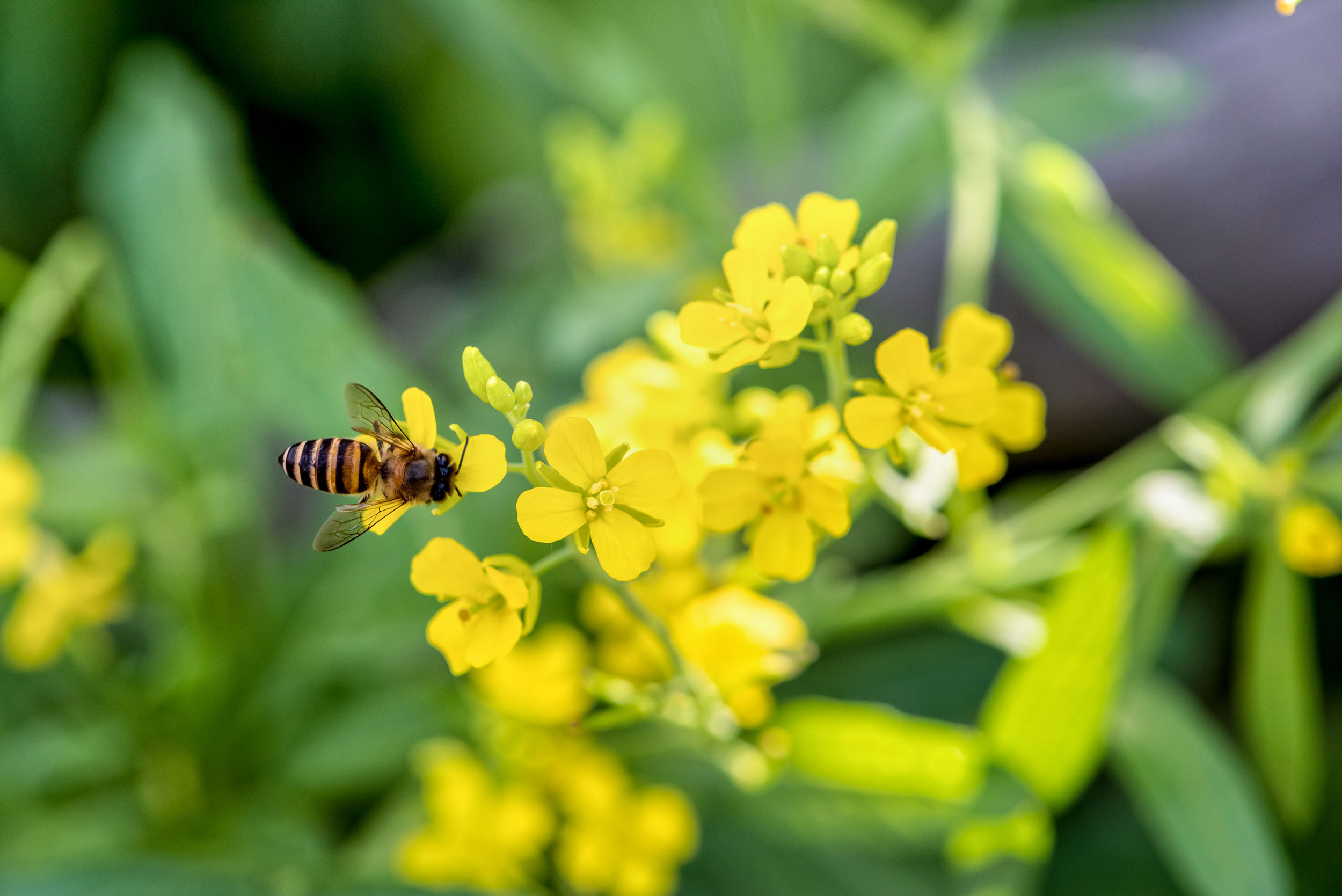 4 Steps for Treating a Bee Sting the Right Way