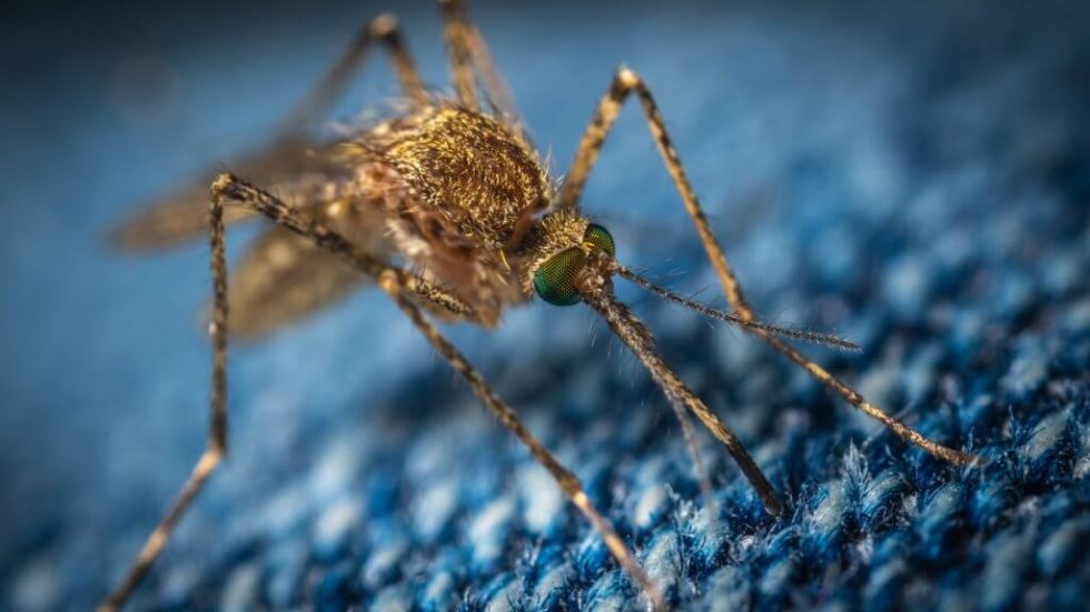 What to Do About Ticks and Mosquitoes