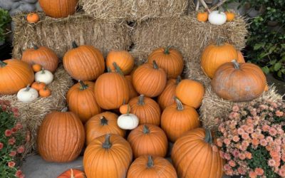 Six Uses For Pumpkins This October