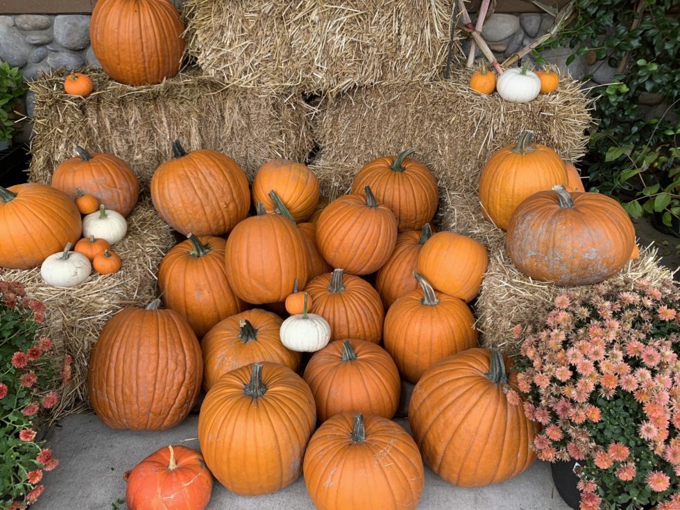 Six Uses For Pumpkins This October