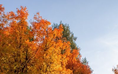 4 Tips to Keep Kids Safe This Autumn