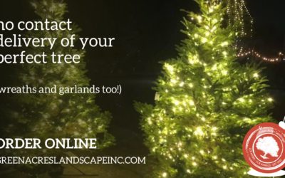Order Your Christmas Tree Online!