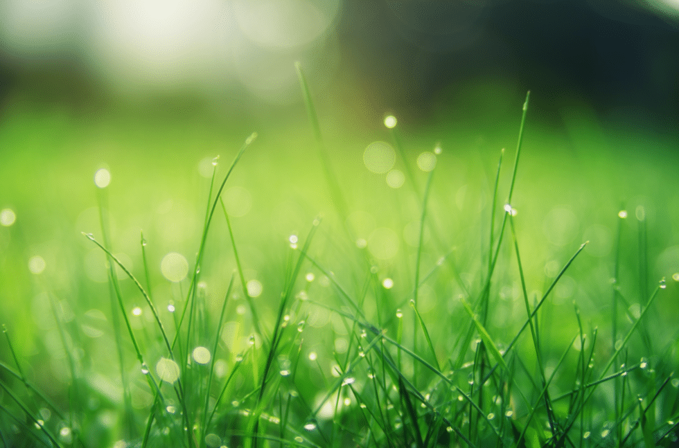 Winter Lawn Care
