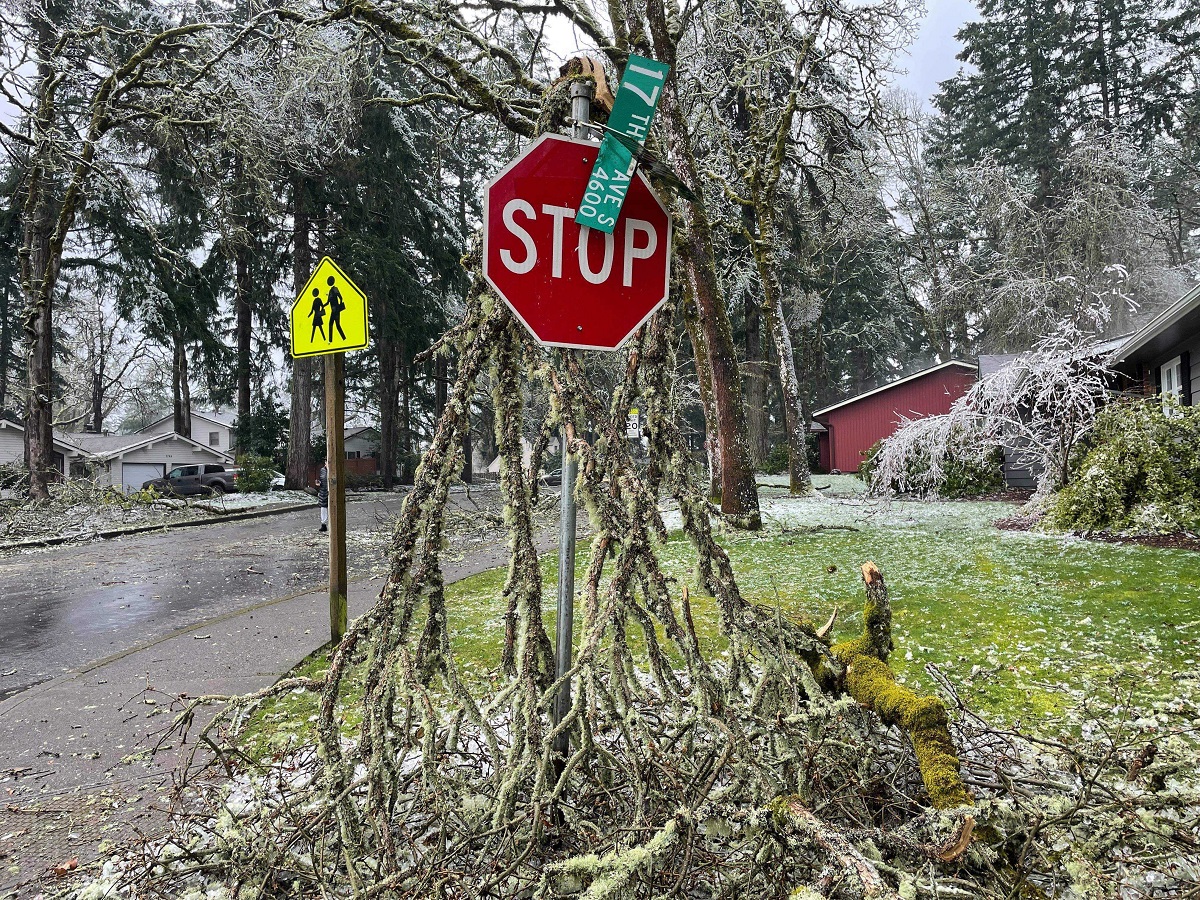 My trees are covered with ice!