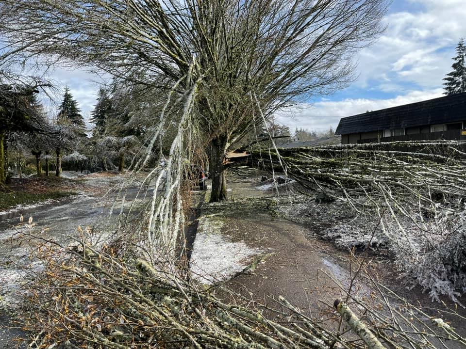 Tree Rescue - 911 Care for your Damaged Trees
