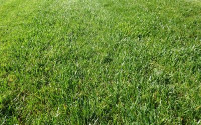 Set Up Your Lawn For Success In The Spring With Winter Fertilizer