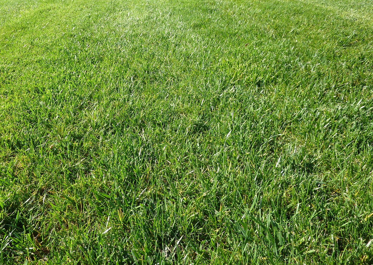 Set Up Your Lawn For Success In The Spring With Winter Fertilizer