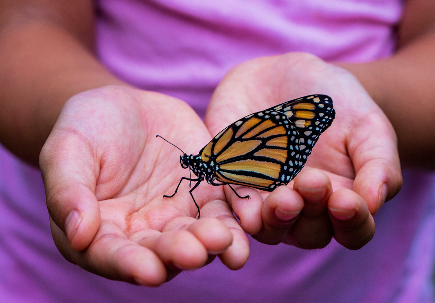 A Step-by-Step Guide to Planting a Butterfly Garden
