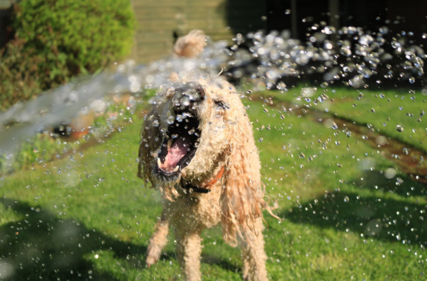 Plotting with Pups: Tips for a Pet-Friendly Garden