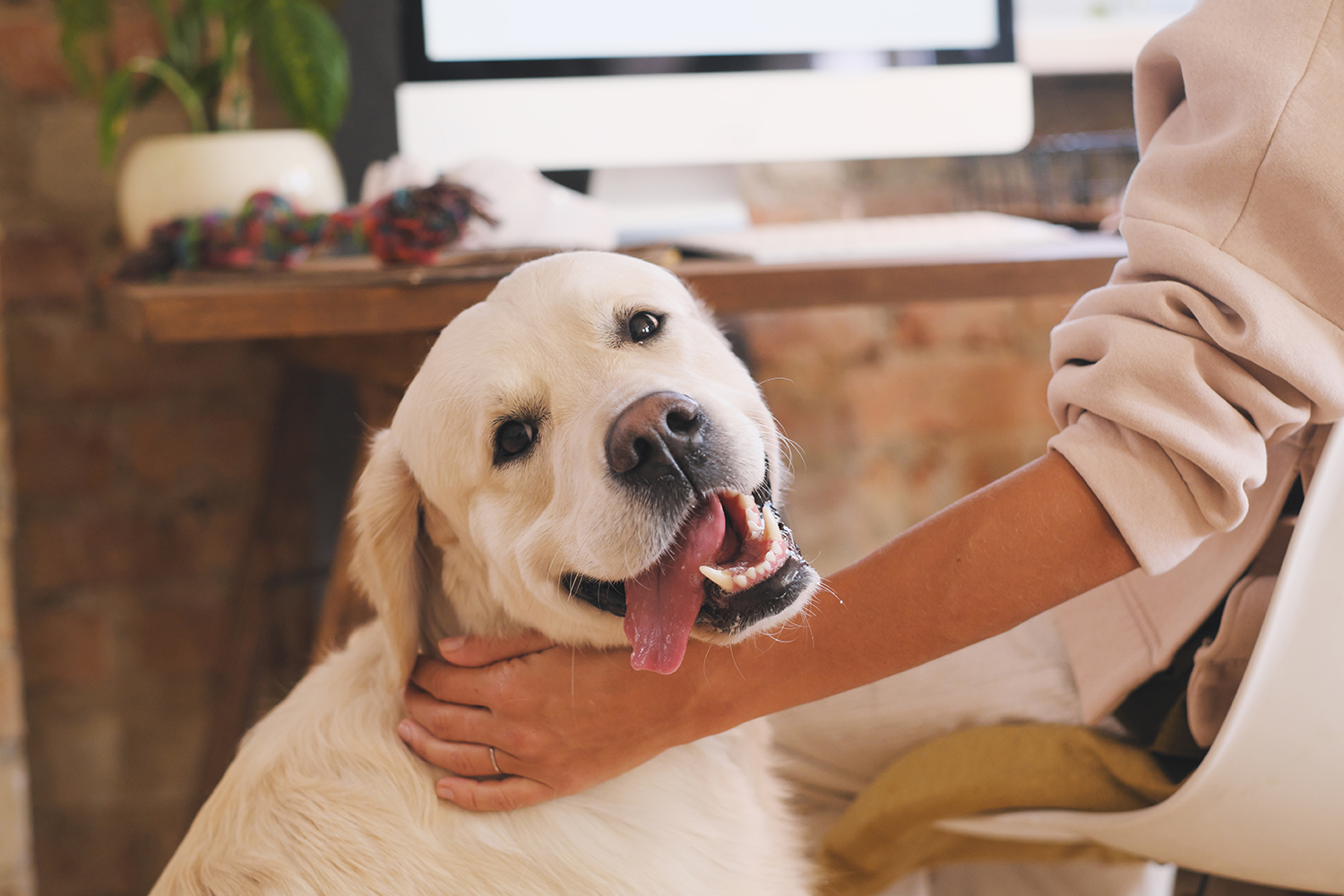 5 Easy Ways to Make Your Home More Pet-Friendly