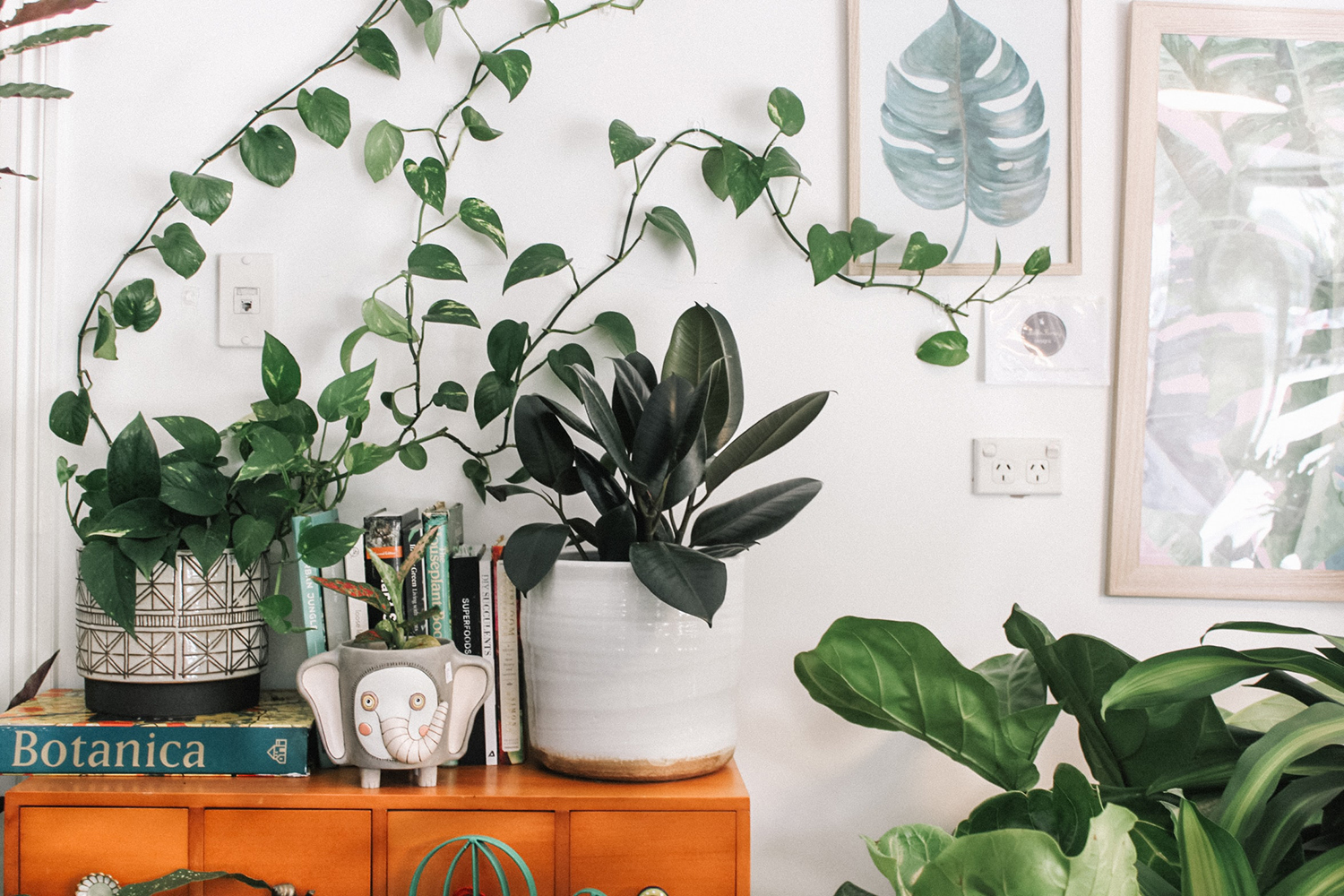 The Top 3 Reasons Your Houseplant Might Be Dying