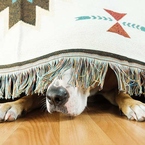How To Calm A Dog With Anxiety