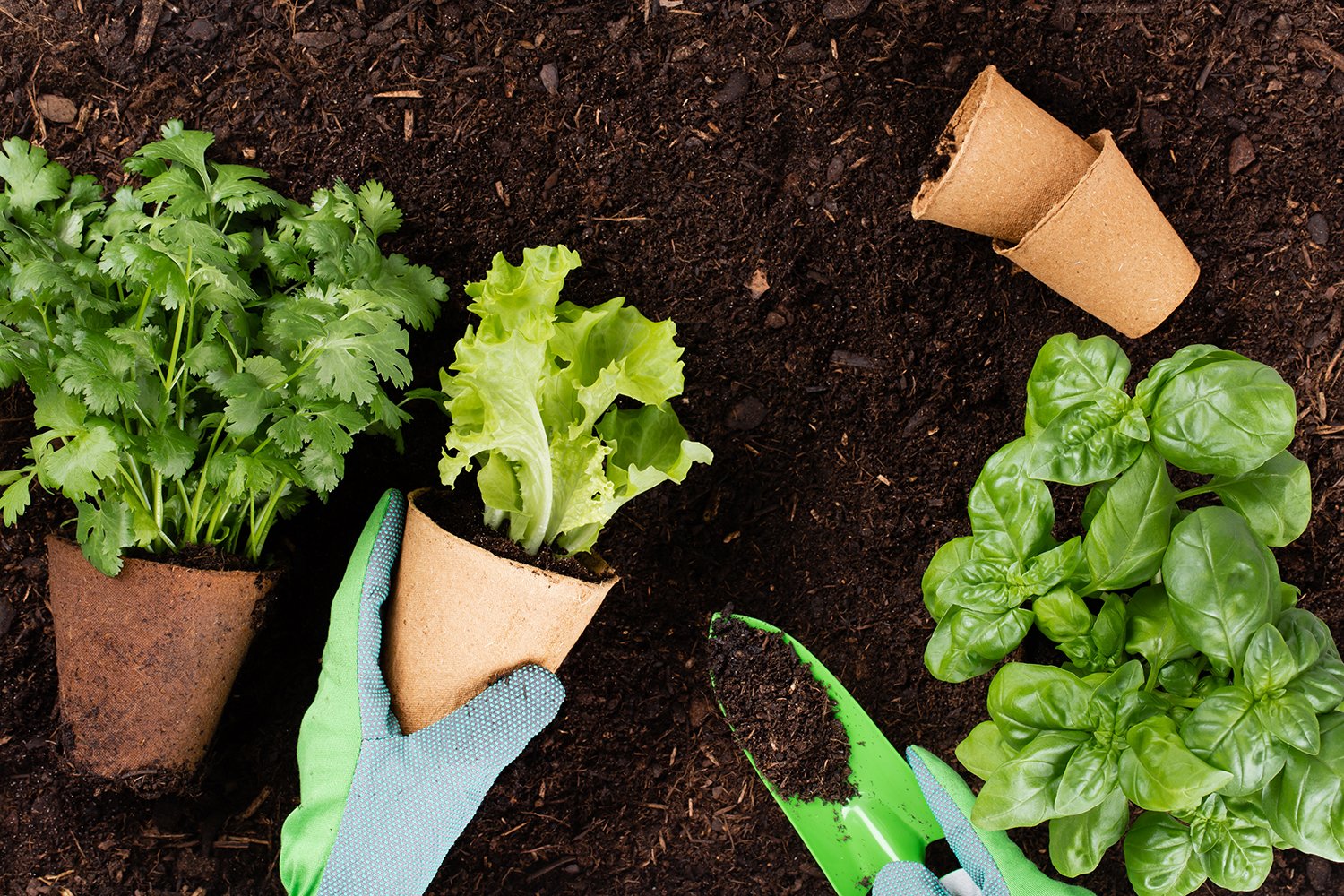 5 Vegetables You Can Grow in Small Gardens