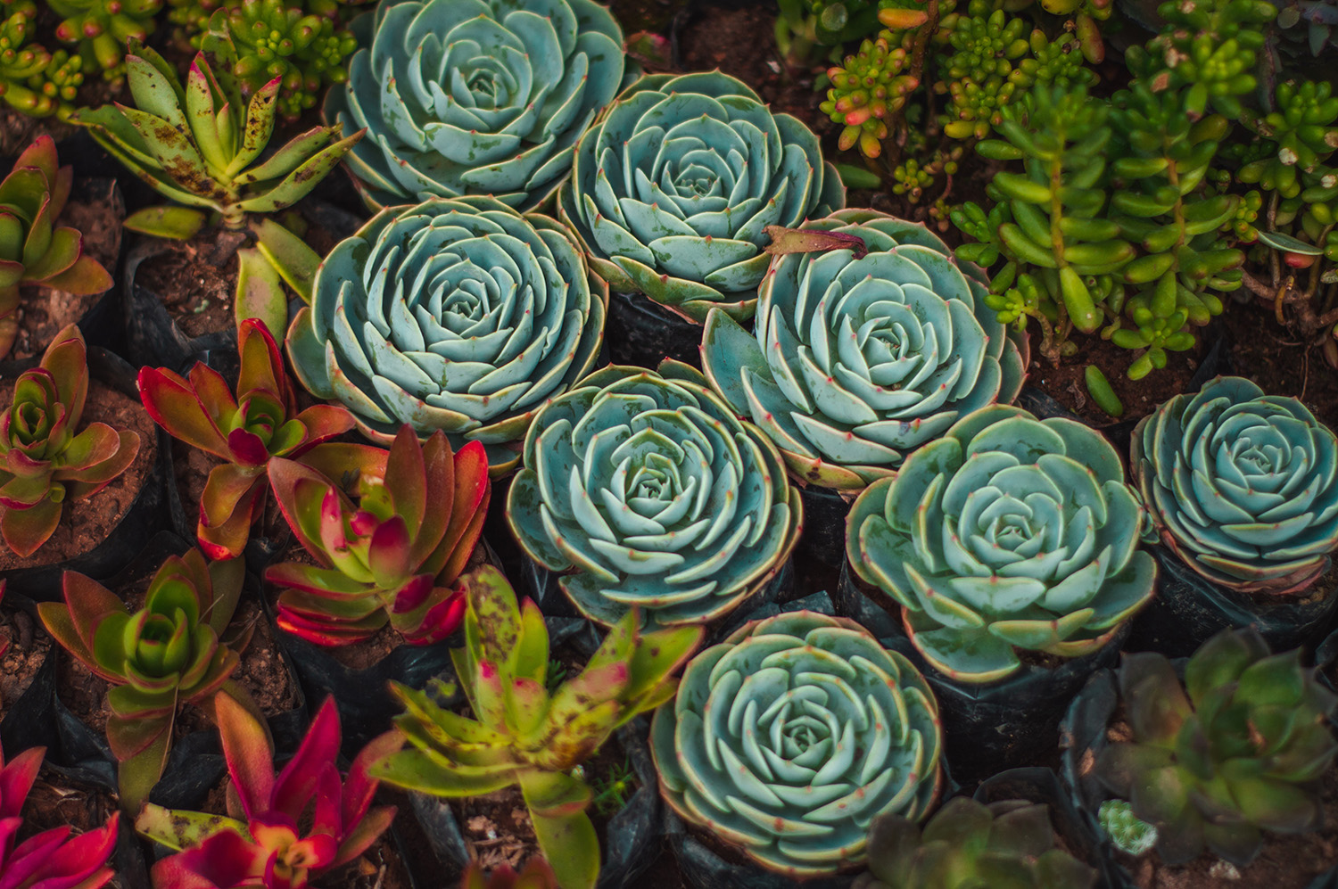 Fire-Resistant Landscaping