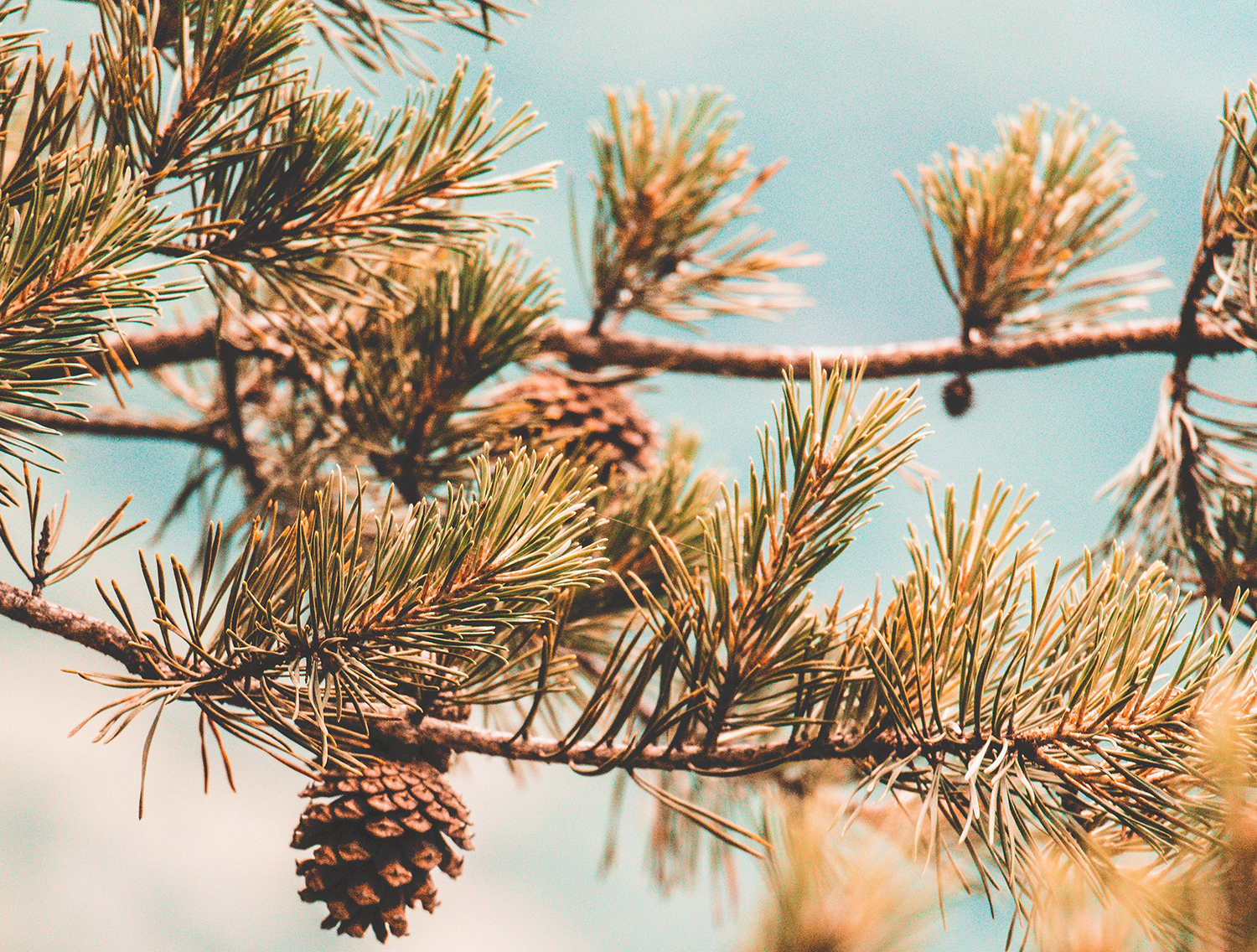 Summer Heatwave Played Scrooge with Christmas Trees