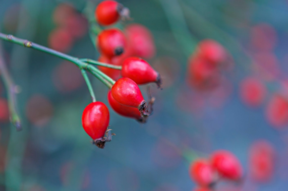 Edible Winter Plants