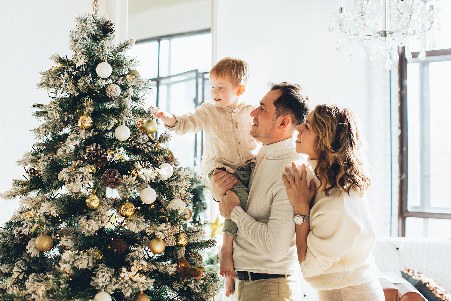 Which Tree is the Best for Christmas?
