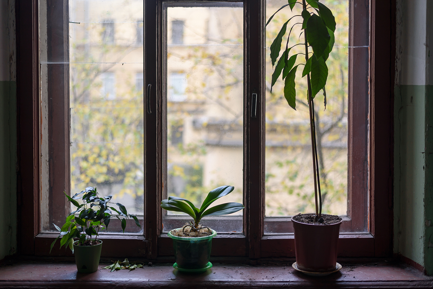 Tips for Keeping Your Houseplants Alive During Winter