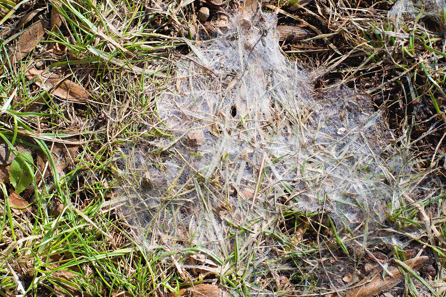 Lawn Mold is “Snow” Joke