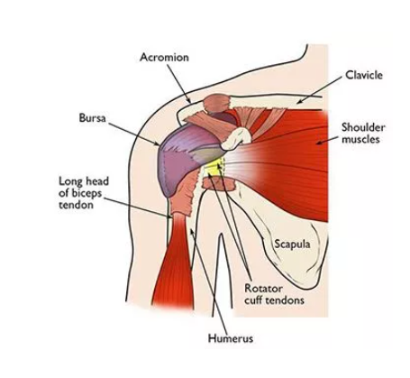 Shoulder Pain Specialists