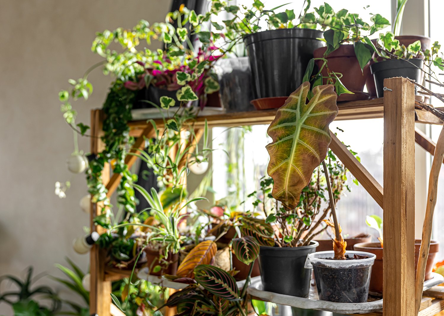 4 Reasons to Bottom Water Your Houseplants (and How to Do It)