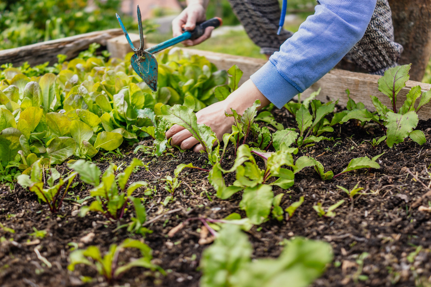 7 Reasons to Use Raised Garden Beds