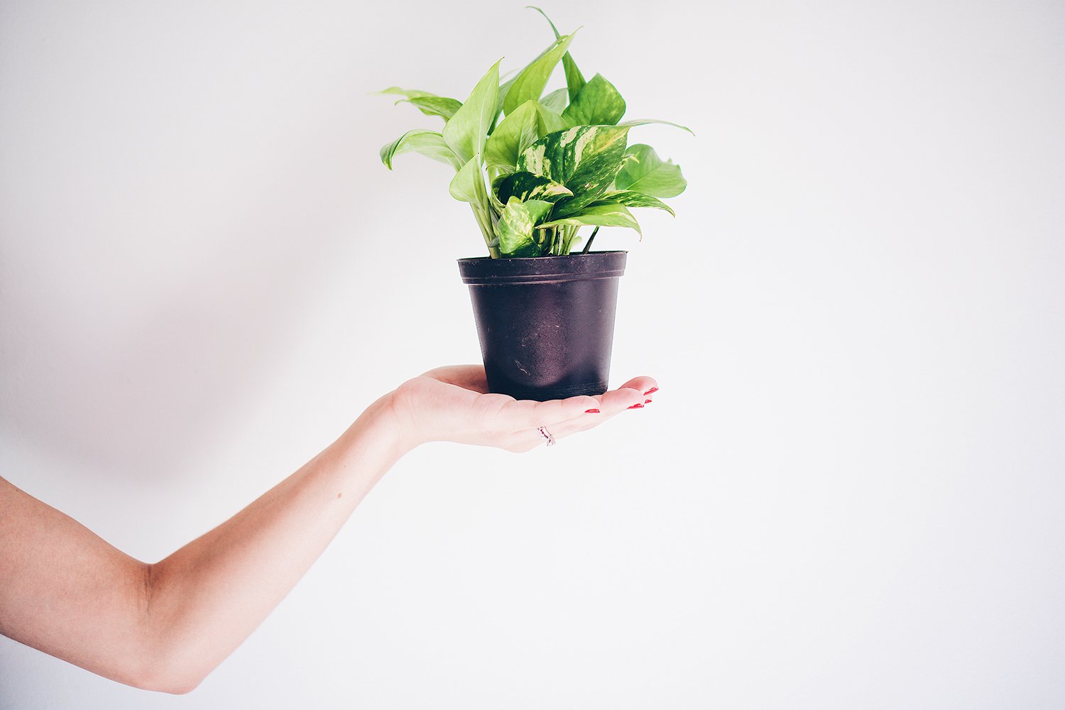 3 Hard-to-Kill Houseplants for the Not-So Green Thumbs