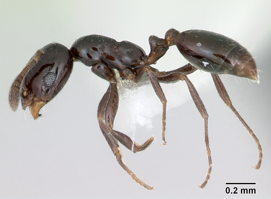 ANTS ON THE MOVE! 
