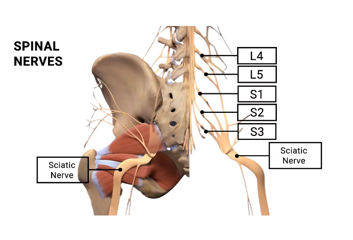 Sciatica Pain Relief – Sciatica Treatment