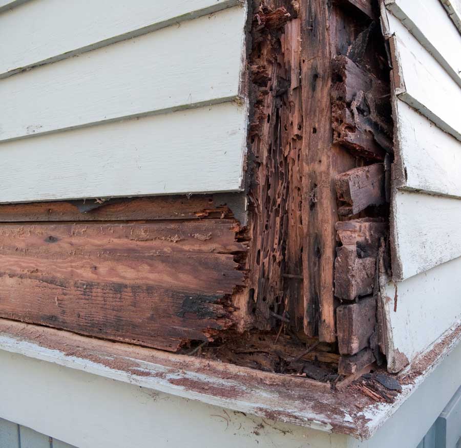 Dry Rot Repairs