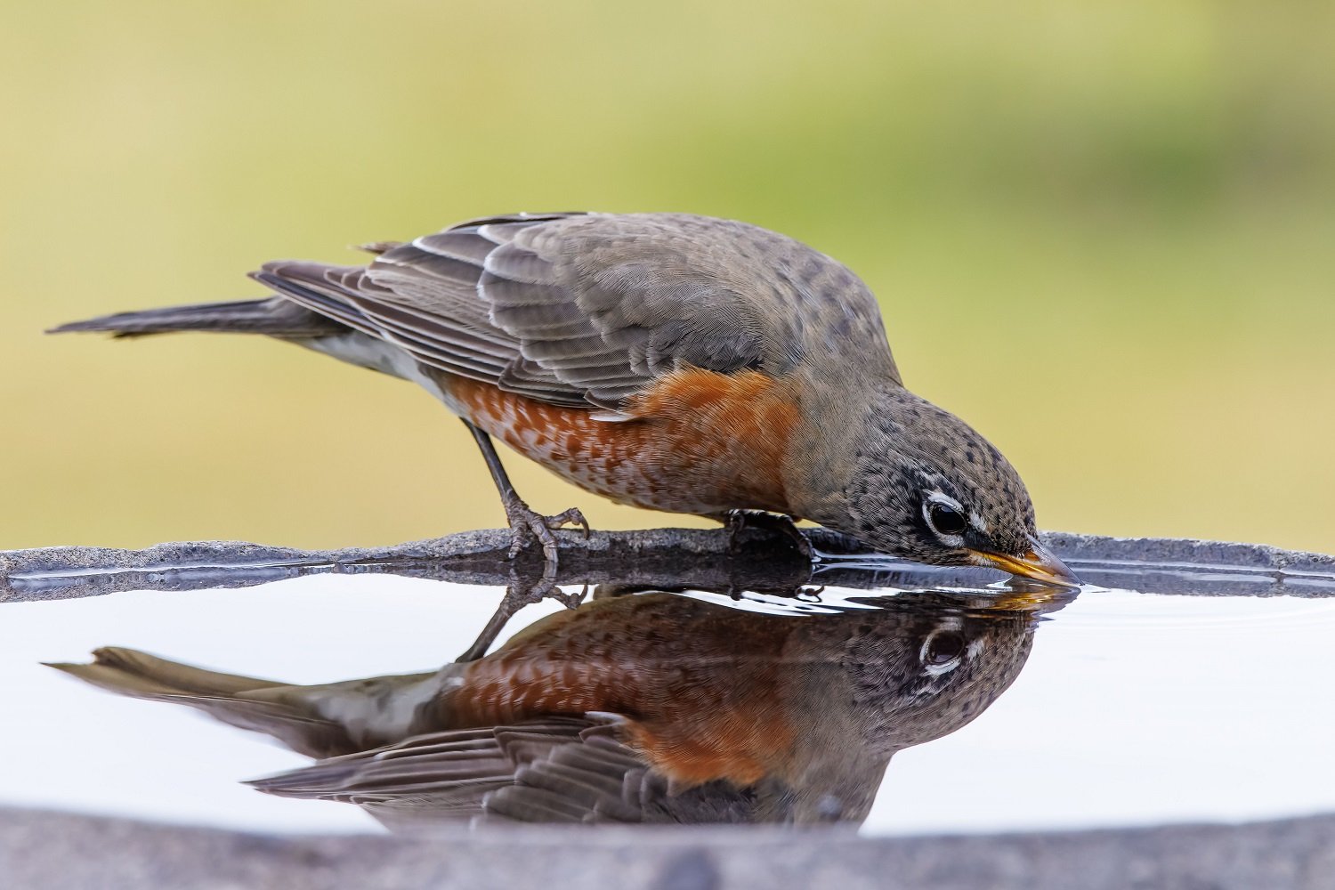 Tips for Making Your Yard More Bird-Friendly