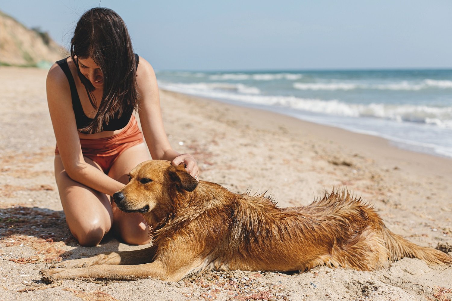 Protecting Your Pets in Hot Weather