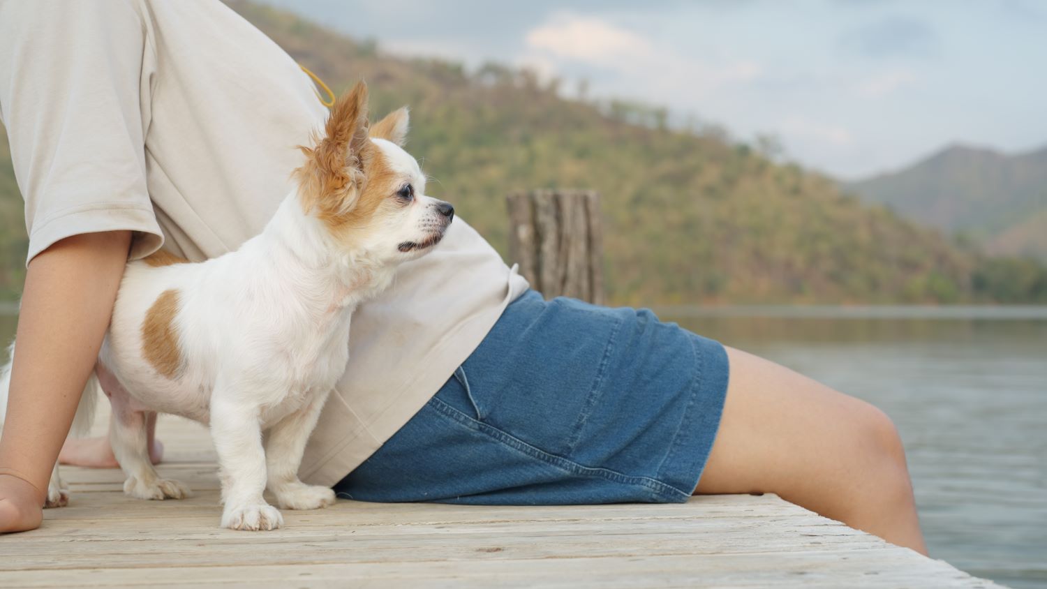 How Pet Insurance Benefits Both You and Your Pet
