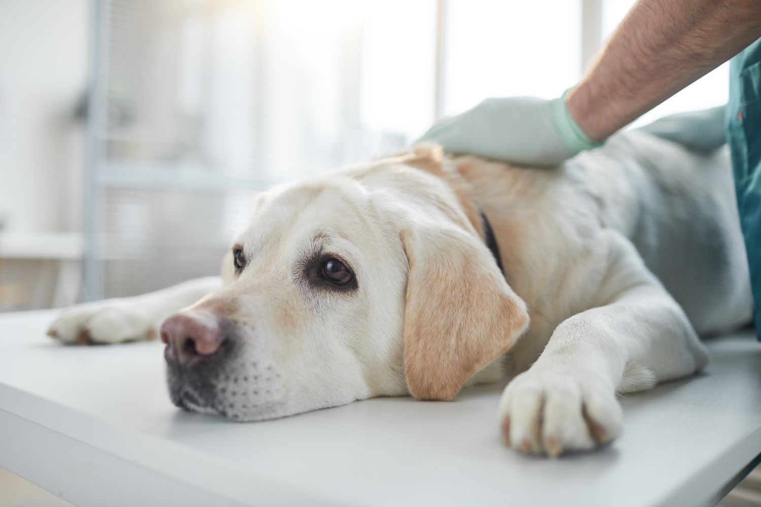 Is Your Pet Sick? Knowing This Information Can Help Your Vet