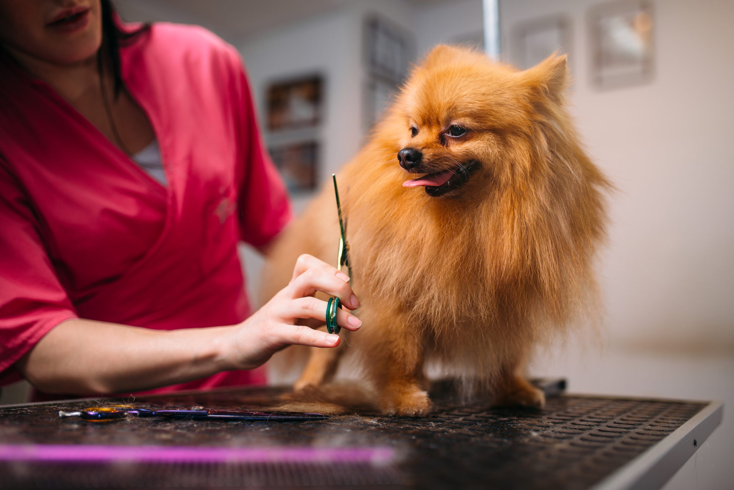 Top-Rated Local Pet Grooming Services in Salem, Oregon