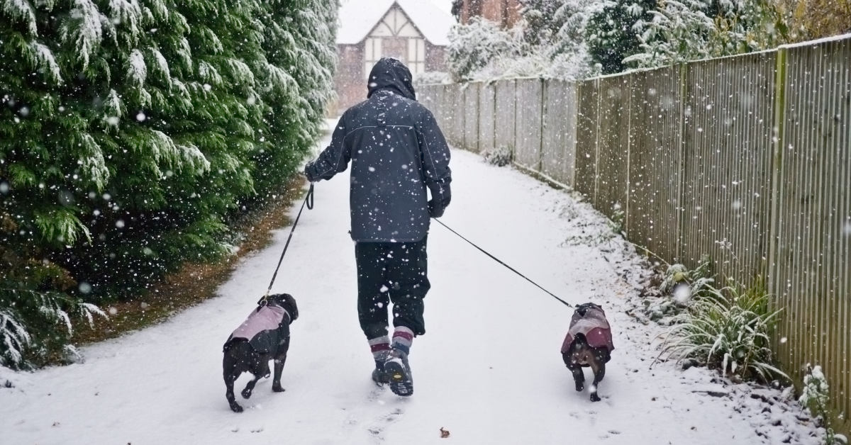 Safety Tips For Walking Your Dog In Snow & Ice