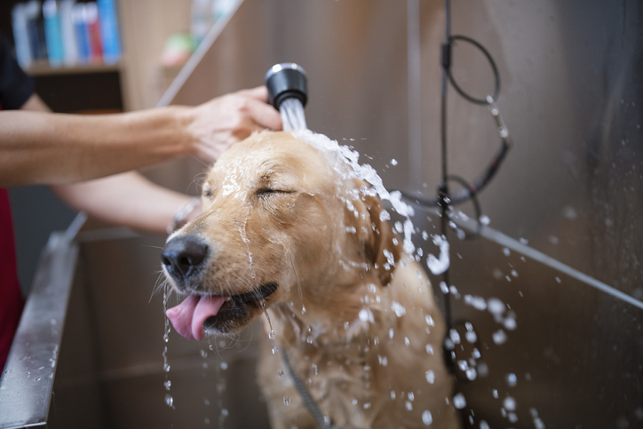 Pamper Your Pooch: The Ultimate Guide to Pet Grooming Services in Mt Juliet, TN