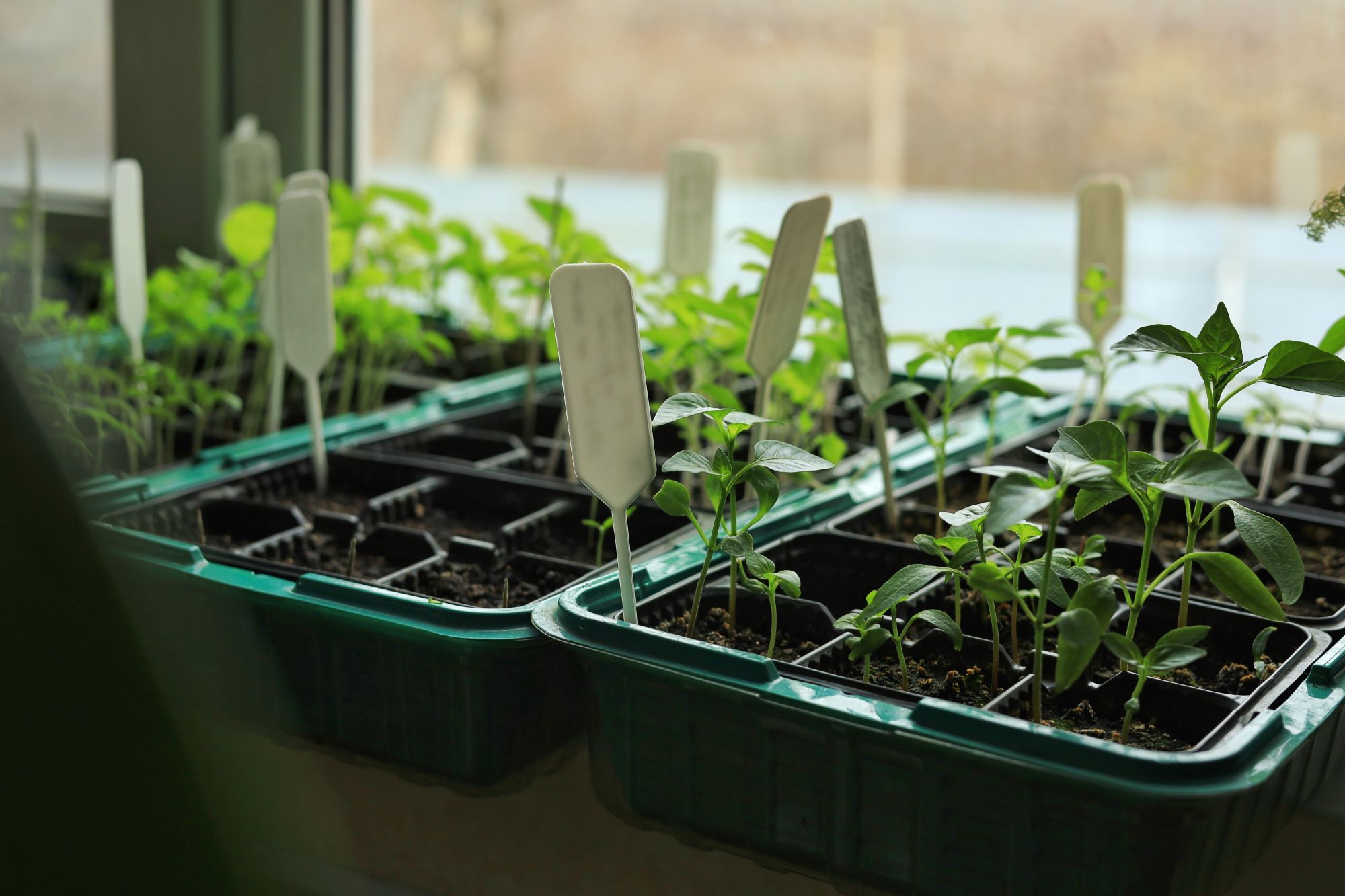 Ready, Set, Grow: End-of-Winter Tasks for a More Productive Garden