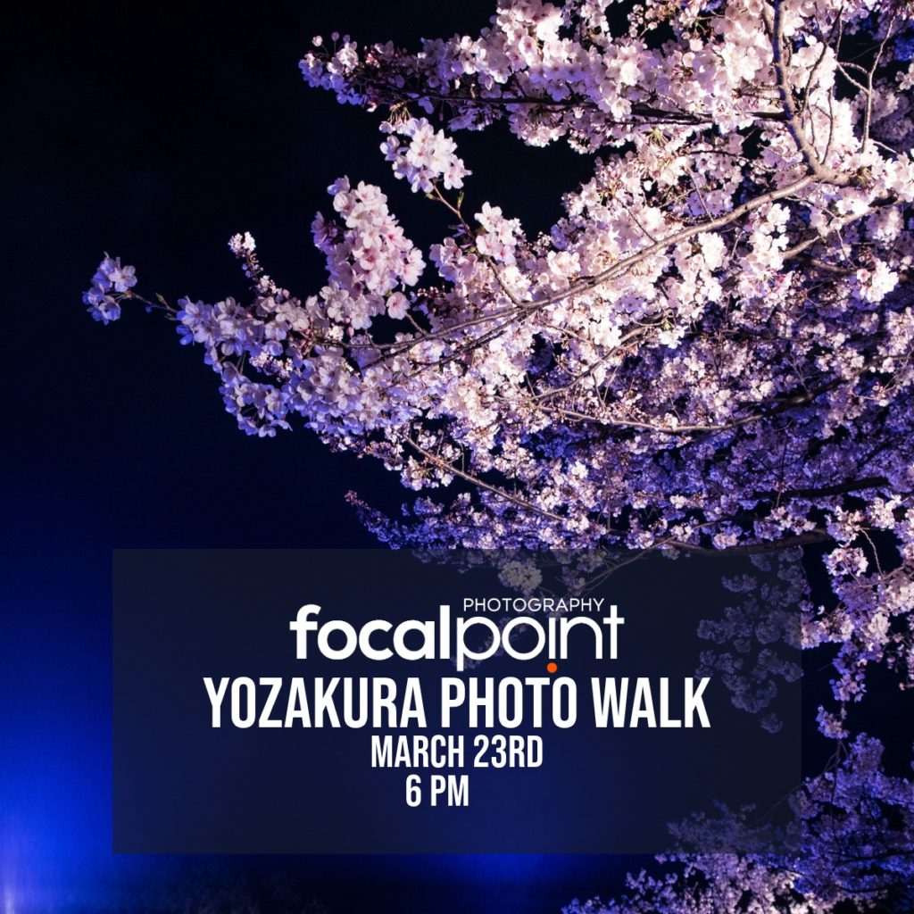Yozakura Photo Walk Focal Point Photography