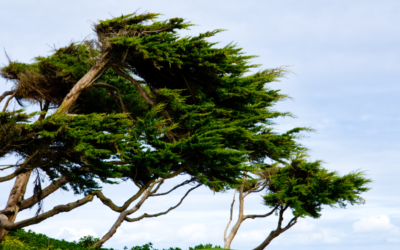 Best Roofing Materials for High Winds: A Guide for Newport, Oregon Homeowners