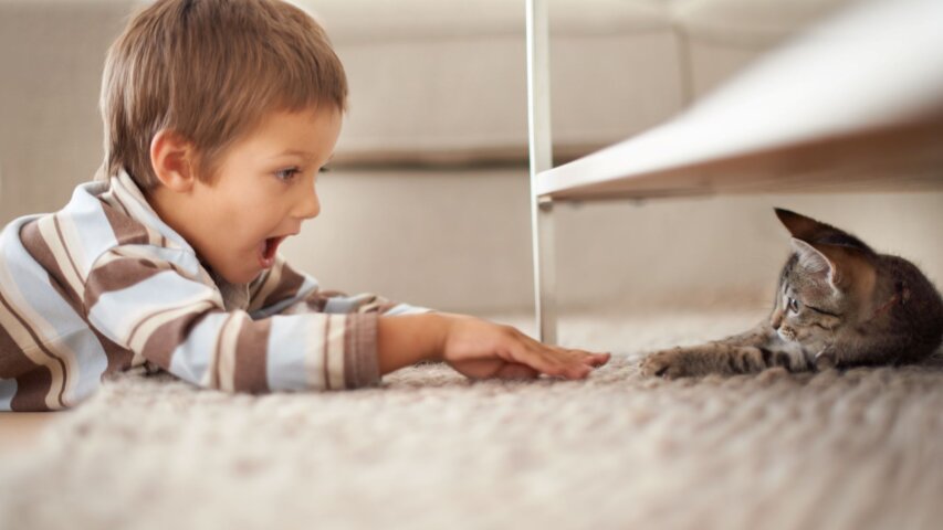 Easy Carpet Maintenance Tips for a Fresher Home