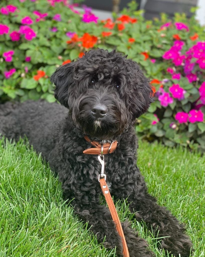 black berniedoodle in grass with flowerbed in background
