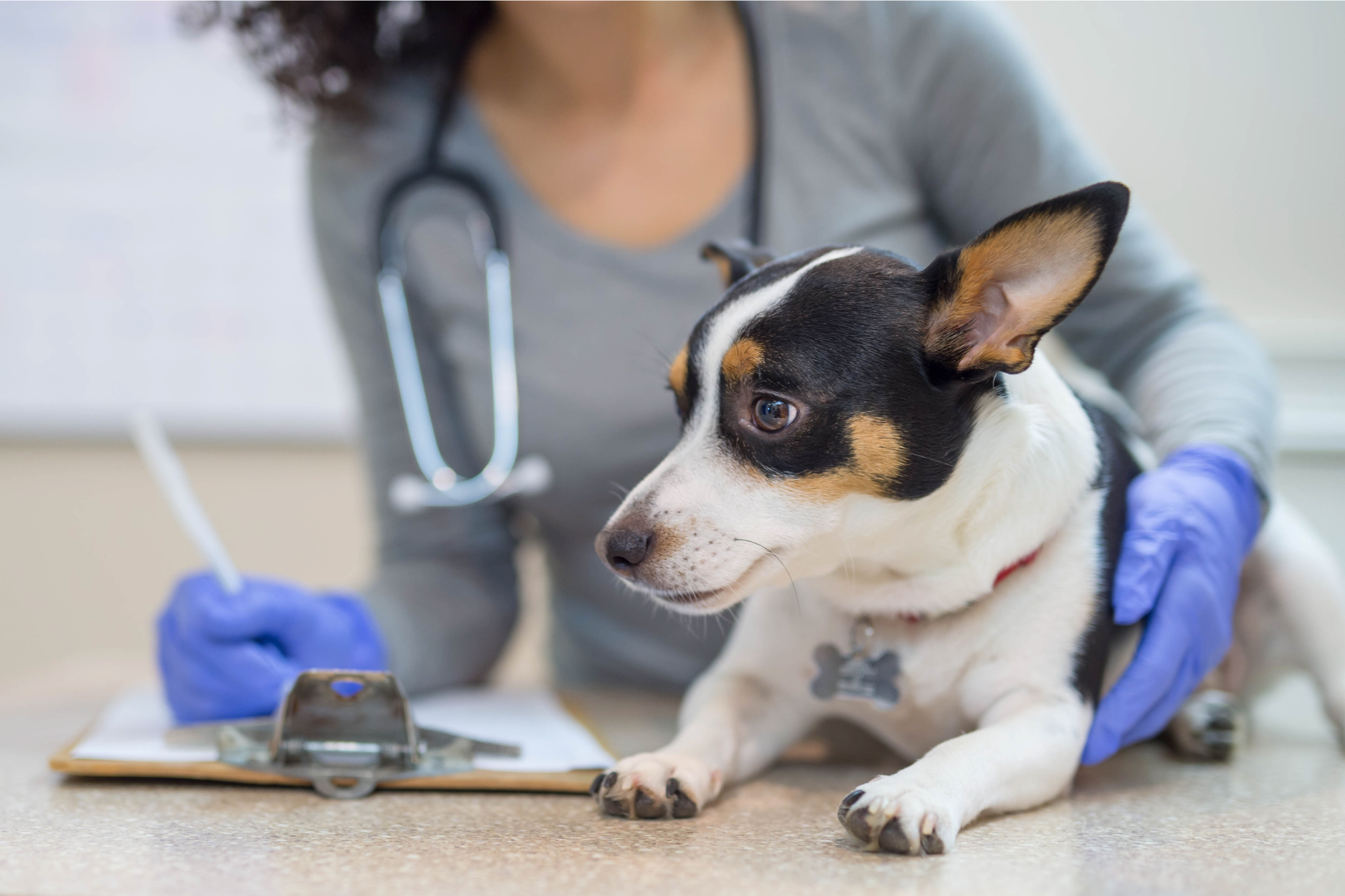 The Best Pet Care in Albany Area: Top 6 Veterinary Clinics You Can Trust