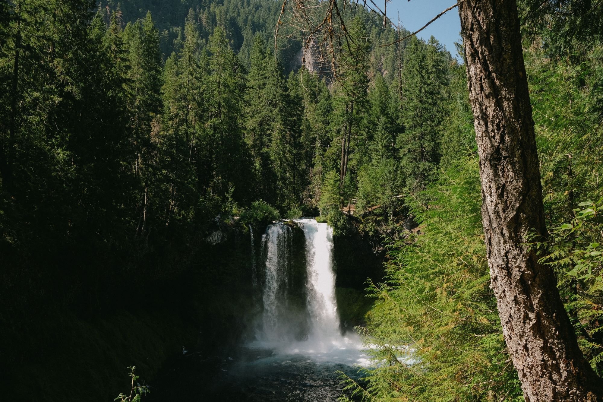 From Peaks to Falls: Exploring the Best Day Hikes Around Salem, Oregon