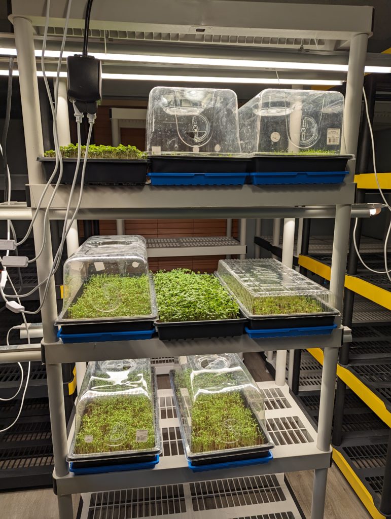 Image of racks of sprouting plants.