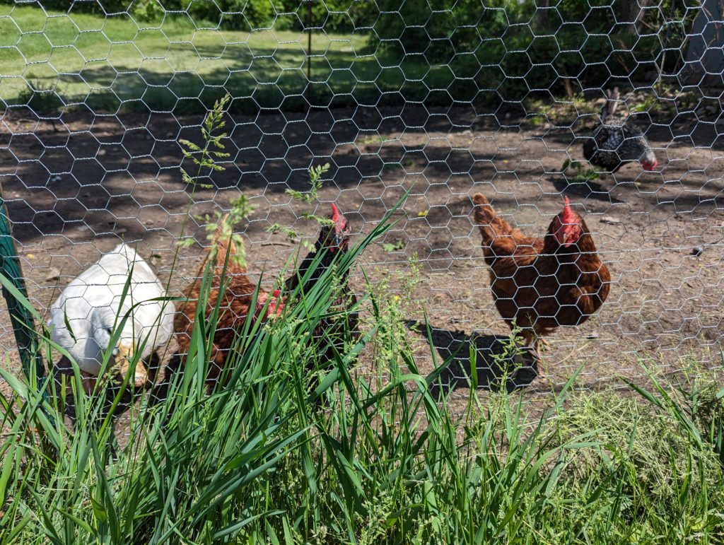 Image of chickens and ducks in a cage