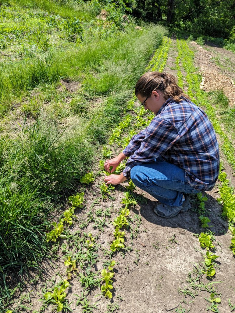 Image of a man weeding rows of crops