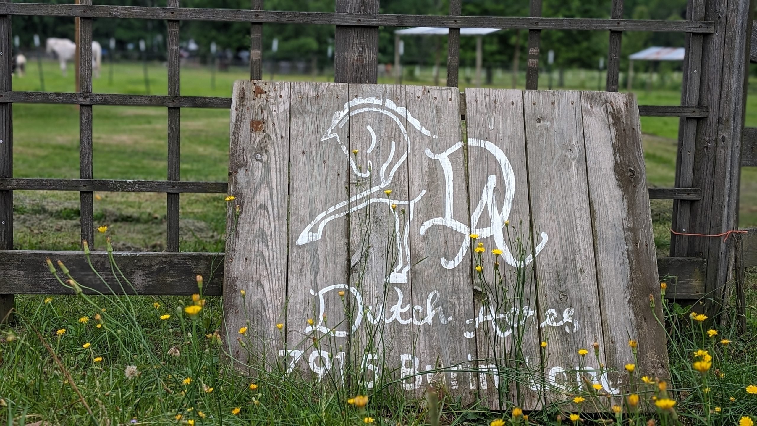 The Healing Power of Horses: Dutch Acres Farm Inspires and Empowers Riders of All Abilities